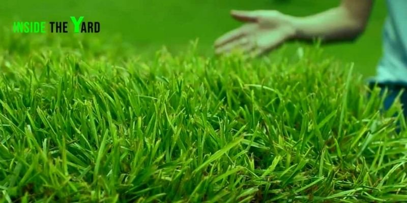 Palmetto Grass Pros And Cons