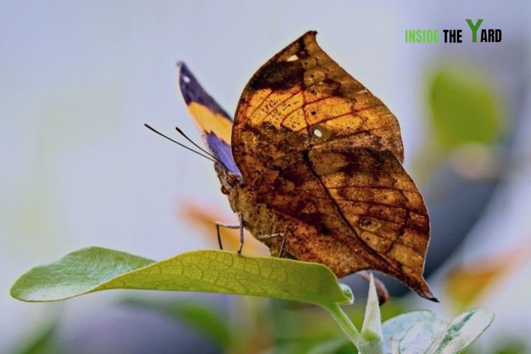 Dried leaf Butterfly