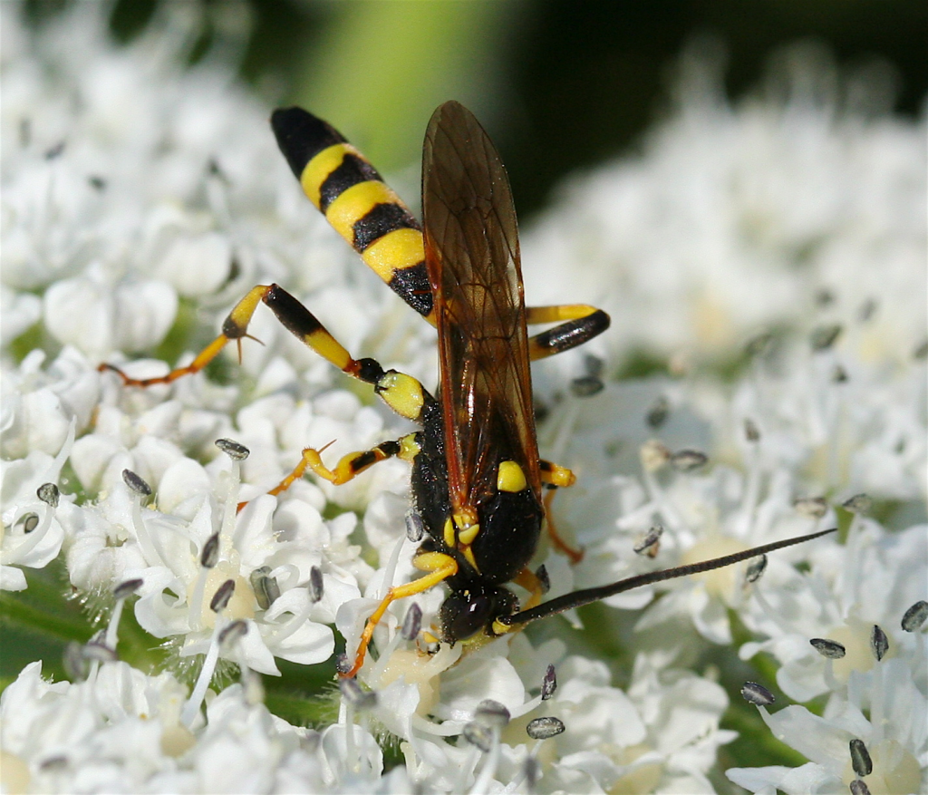 Ichneumonid Wasps (Ichneumonidae)