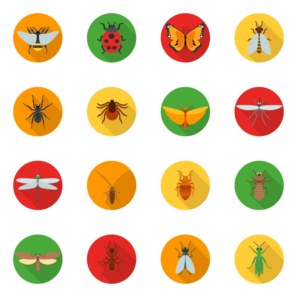 different type of insect artwork