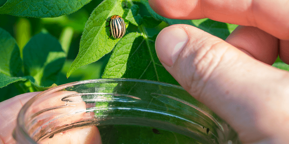 person trying to catch insect in a jar