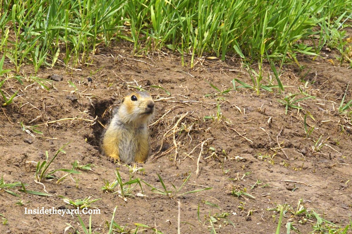 Flooding Gopher Holes The Right Way To Do It Inside The Yard