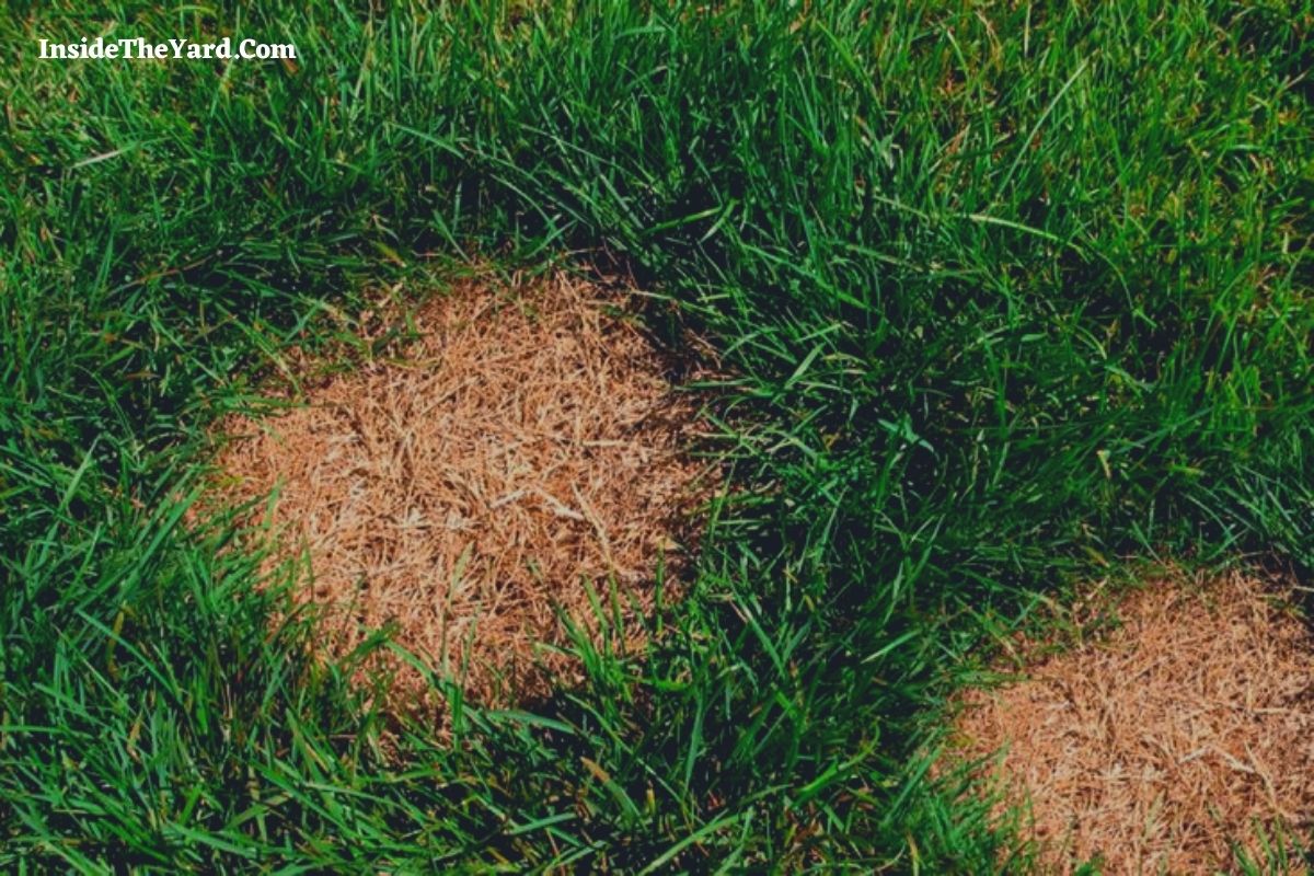 How To Remove Dead Grass After Roundup 4 Easy Way