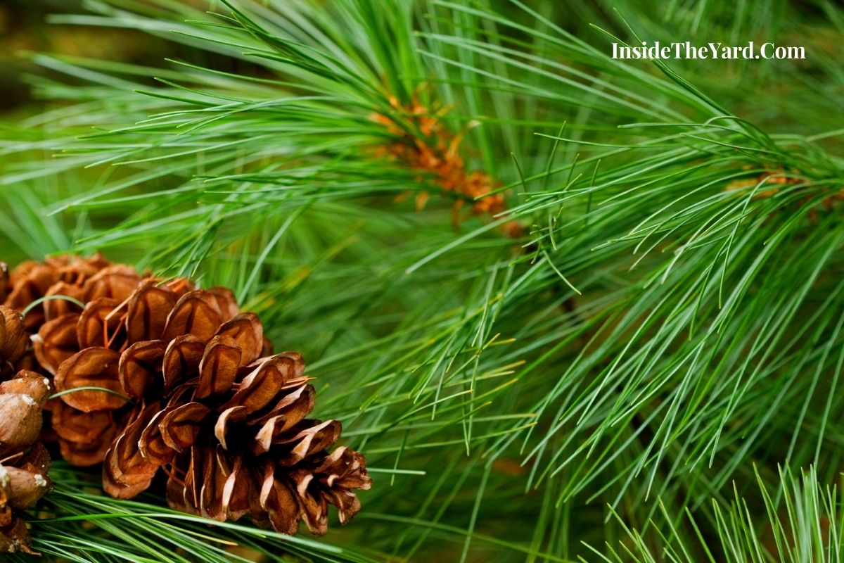 How Much Water Does A Pine Tree Drink A Day – Everything You Need To Know!