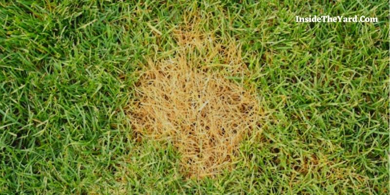 How to Fix Burnt Grass