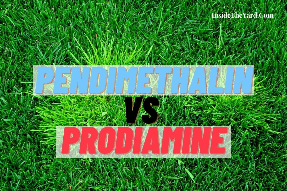 Pendimethalin Vs Prodiamine – Key Differences With Quick Comparison!