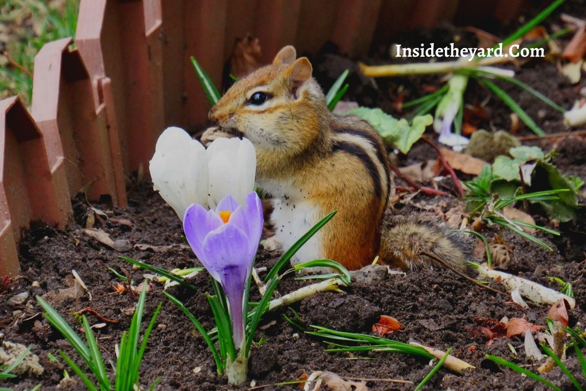 How To Get Rid Of Chipmunks Bucket Method With Easy Steps!