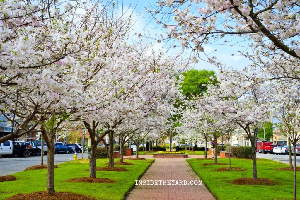 Did You Know What Do Cherry Blossoms Smell Like?