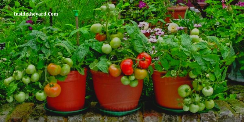 How Many Cherry Tomato Plants Per Pot You Can Plant Inside The Yard