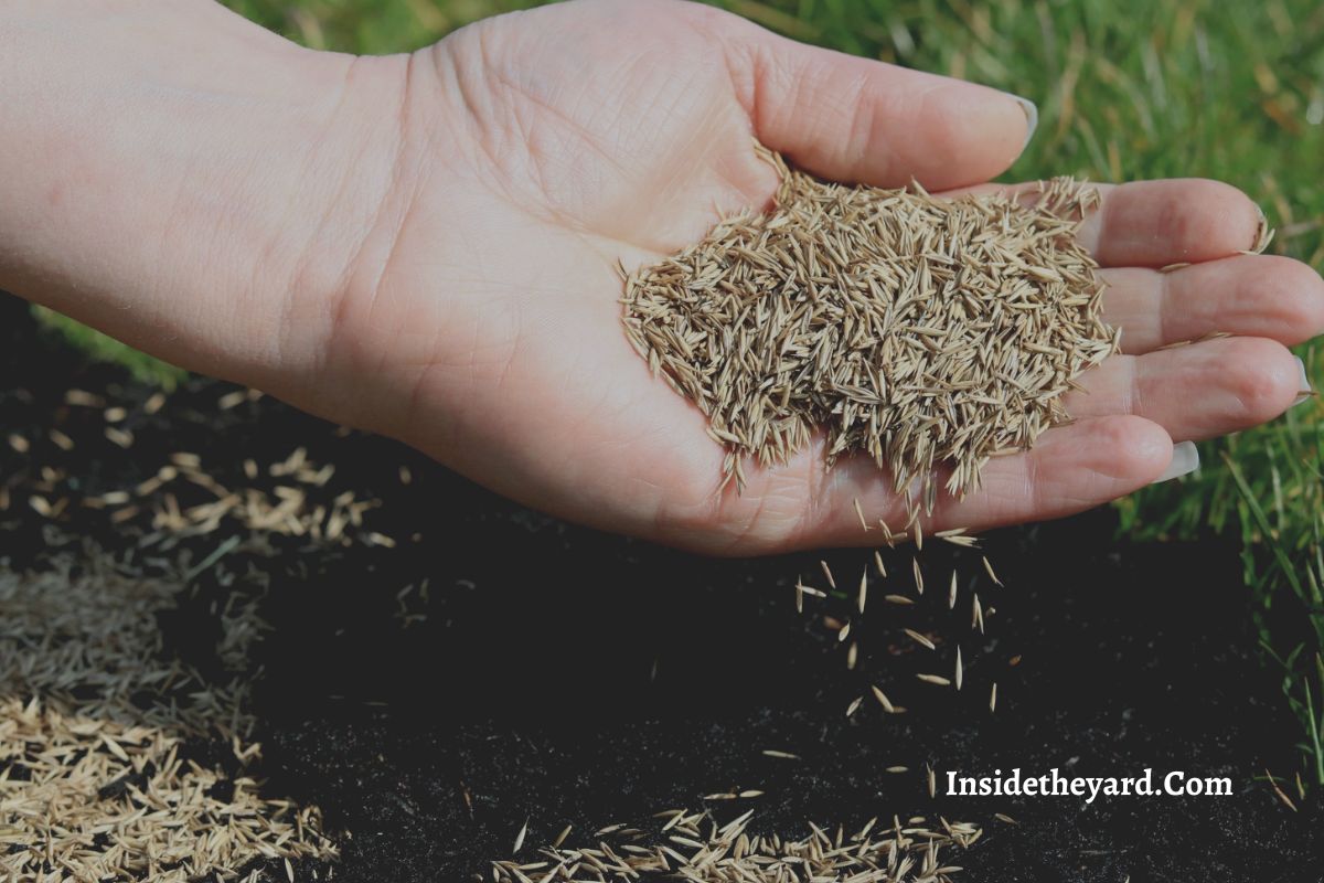 can-you-plant-winter-rye-in-the-spring-expert-tips-for-every-gardener