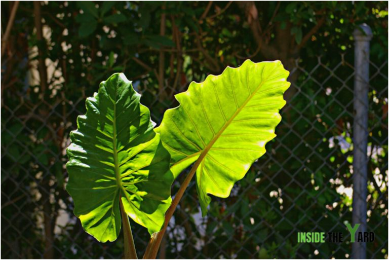 Plants That Attract Mosquitoes And How To Avoid Them! Inside The Yard