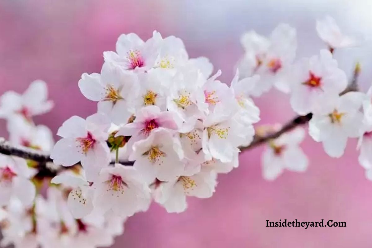 did-you-know-what-do-cherry-blossoms-smell-like