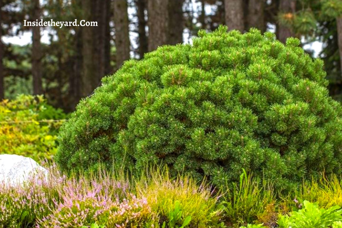 Why Does Nothing Grow Under Pine Trees Learn The Fact