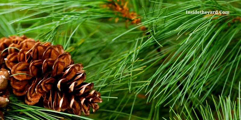 por qué las plantas no crecen bajo los pinos