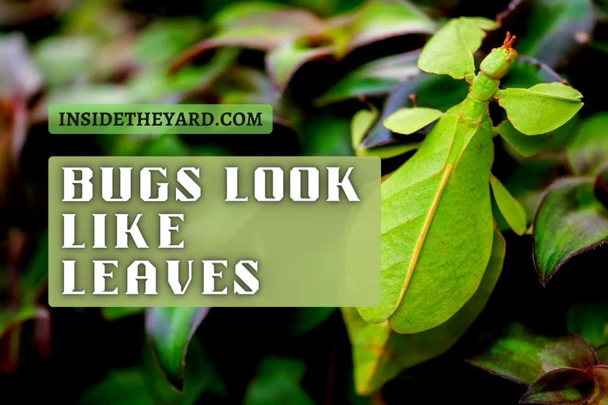 5-bugs-look-like-leaves-that-you-can-t-differ-amazing-creation