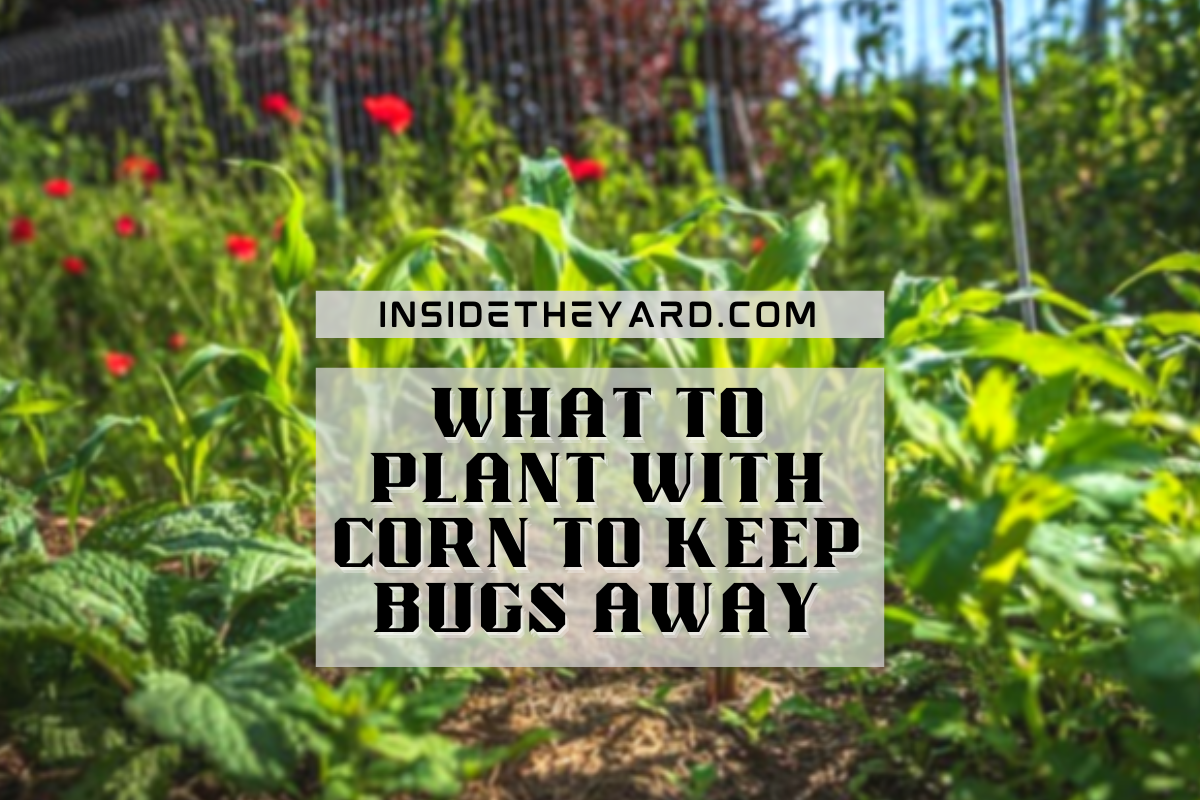 what-to-plant-with-corn-to-keep-bugs-away-16-plants-should-be-on-top