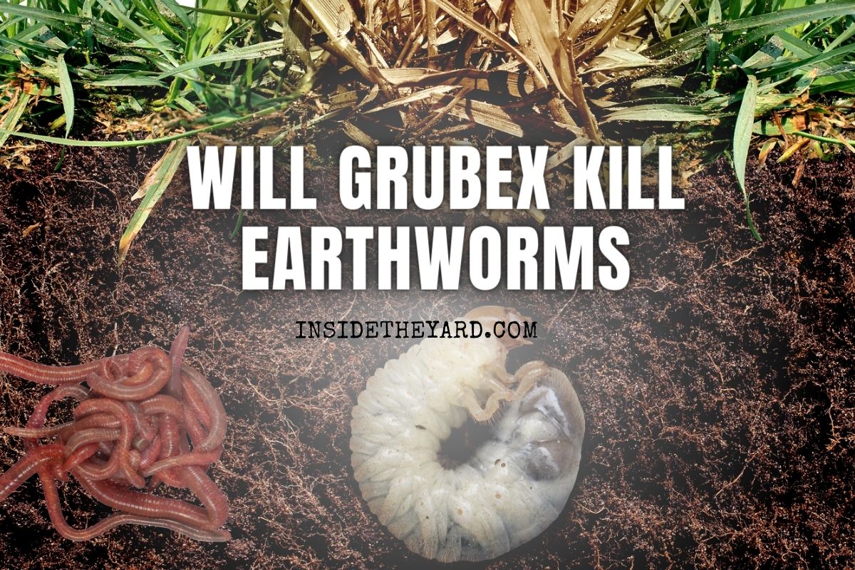 will-grubex-kill-earthworms-here-s-the-truth-revealed