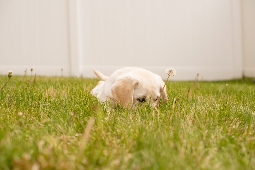 dog on grass