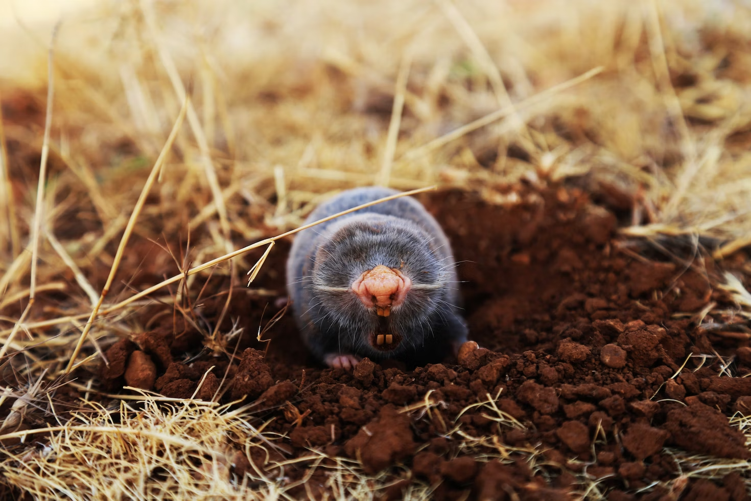 garden mole