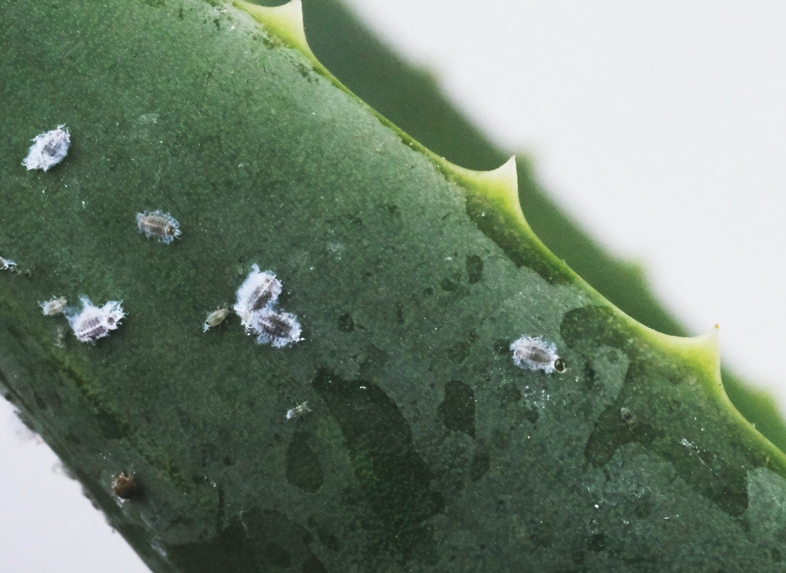 white bug in green plant closeup photo