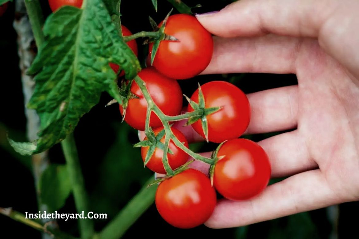 How Much Sun Do Cherry Tomatoes Need Grow Cherry Tomatoes Right 