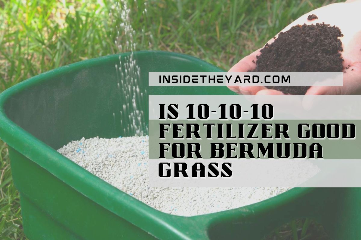 is-10-10-10-fertilizer-good-for-bermuda-grass-know-delicately